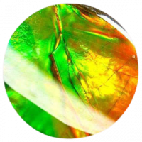 Ammolite